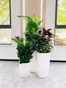 江北植物租赁哪家好